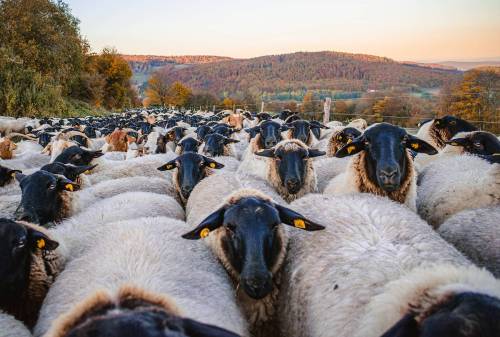 schafe-rhoen_original